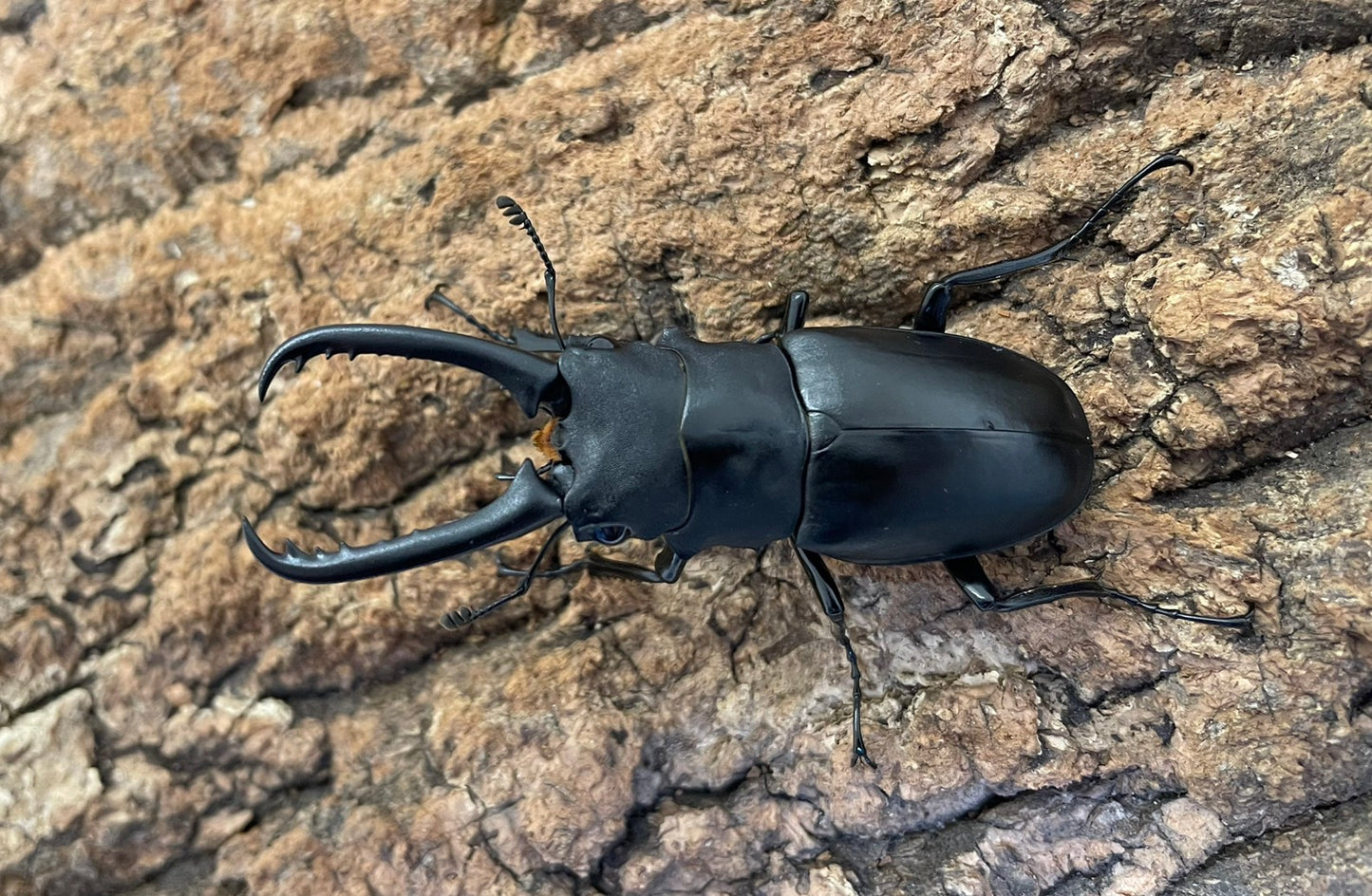 ギラファノコギリクワガタ