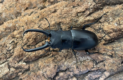 ギラファノコギリクワガタ