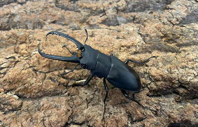 ギラファノコギリクワガタ