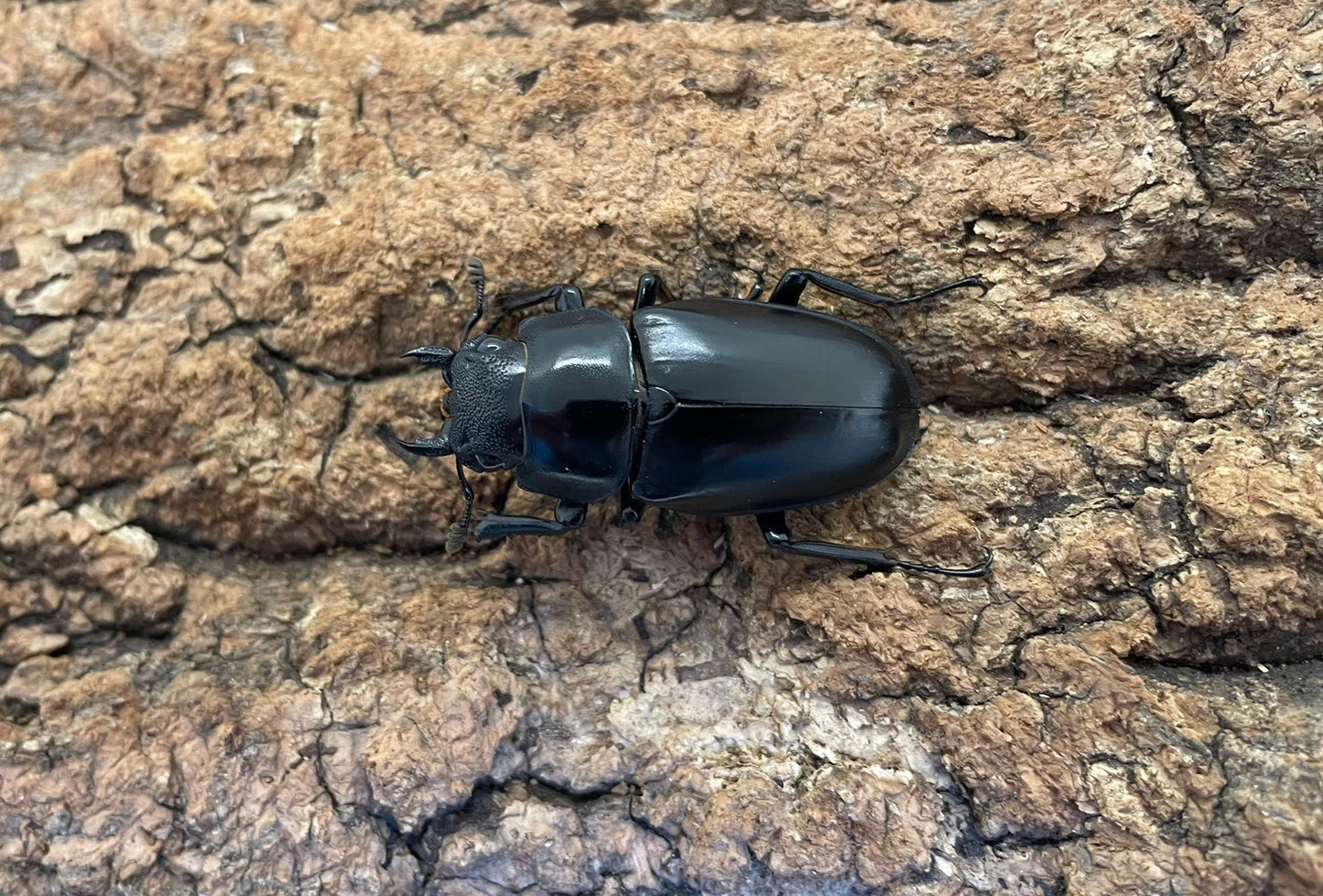 ギラファノコギリクワガタ