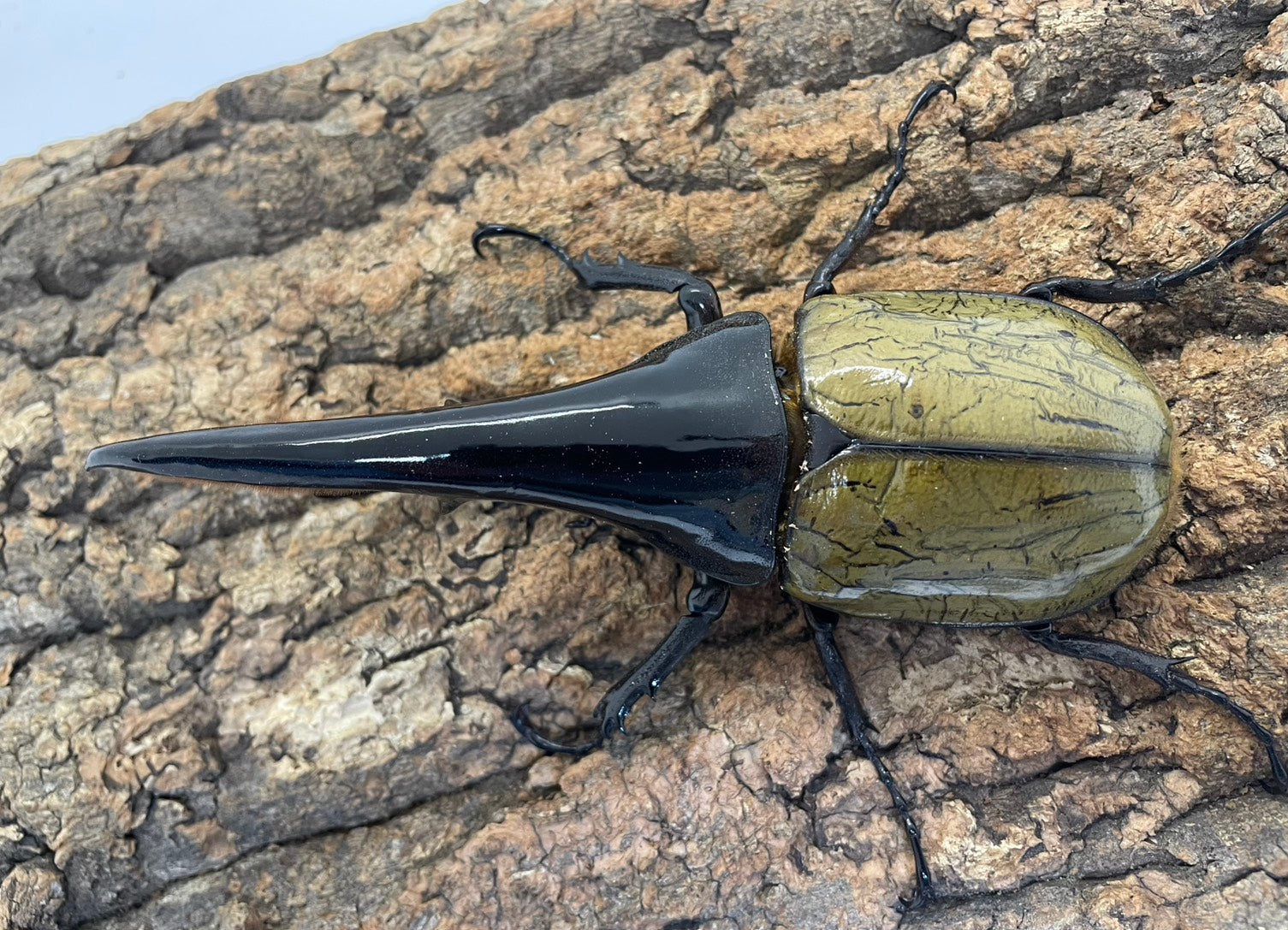 DH.ヘラクレスオオカブト – INSECT SHOP KMY