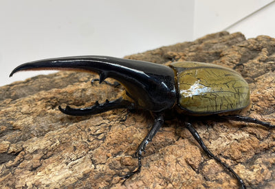 DH.ヘラクレスオオカブト