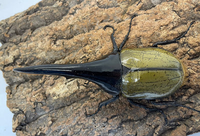 DH.ヘラクレスオオカブト