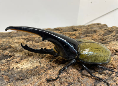 DH.ヘラクレスオオカブト