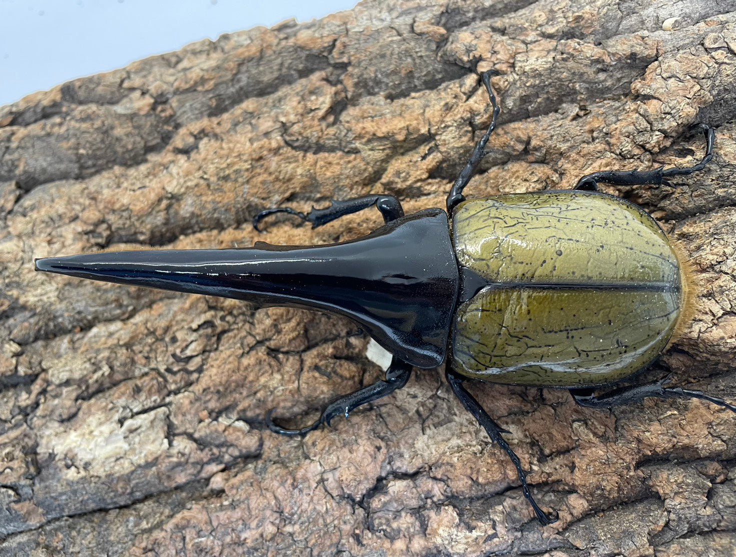 DH.ヘラクレスオオカブト – INSECT SHOP KMY