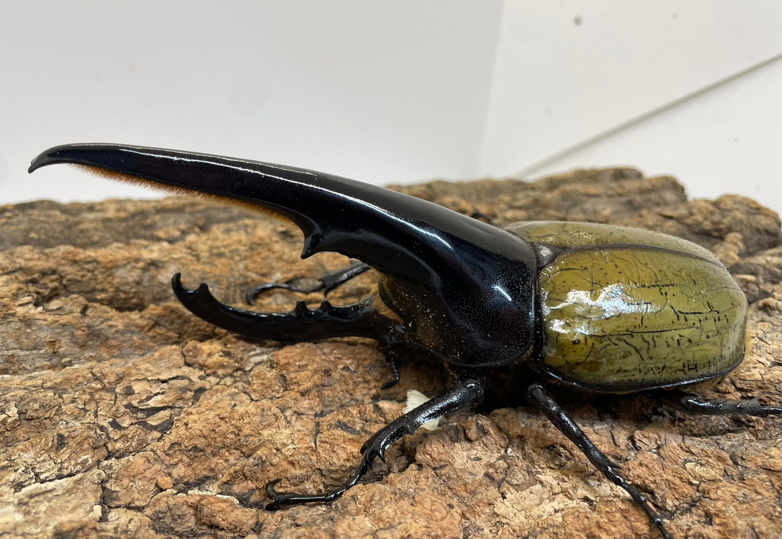 DH.ヘラクレスオオカブト – INSECT SHOP KMY