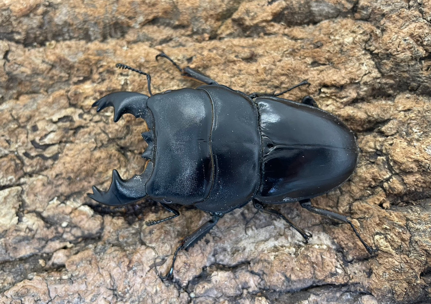 アルキデスヒラタクワガタ