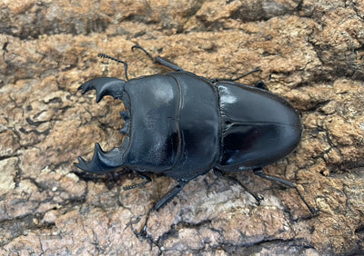 アルキデスヒラタクワガタ