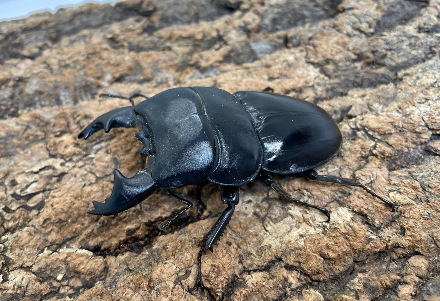 アルキデスヒラタクワガタ