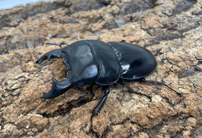 アルキデスヒラタクワガタ