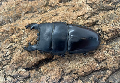 アルキデスヒラタクワガタ