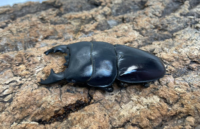 アルキデスヒラタクワガタ