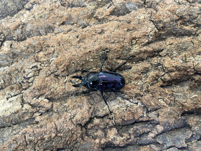 ニジイロクワガタ（P-紫紺）