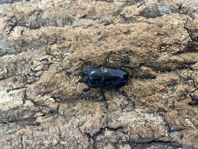 ニジイロクワガタ（P-紫紺）