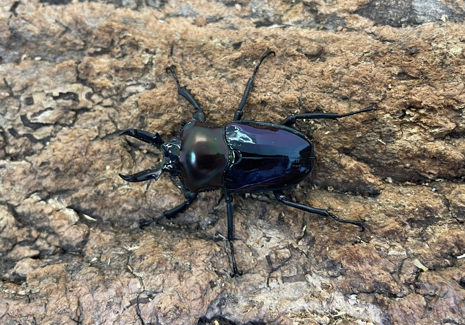 ニジイロクワガタ（紫紺） – INSECT SHOP KMY