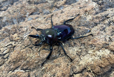 ニジイロクワガタ（紫紺）