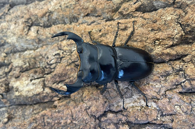 マレーアンタエウスオオクワガタ