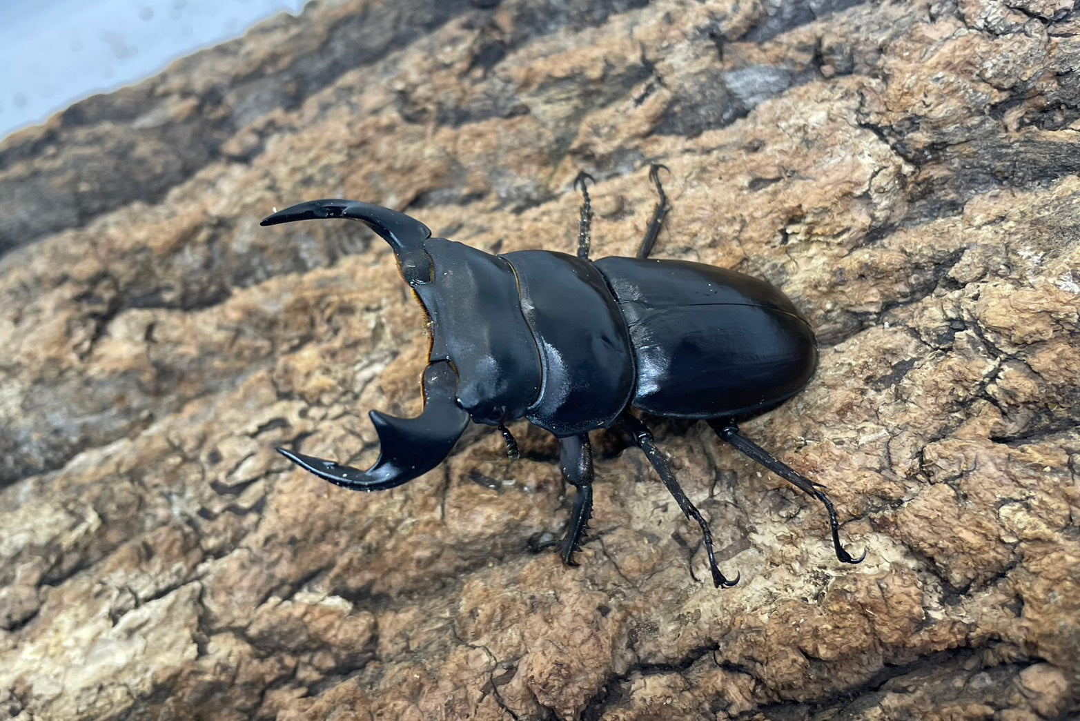 オオクワガタ – INSECT SHOP KMY