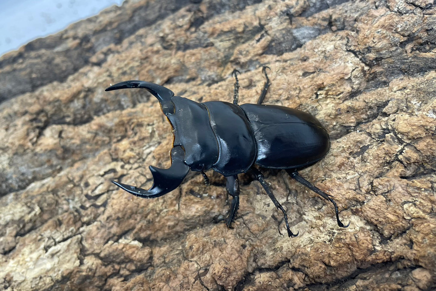 マレーアンタエウスオオクワガタ