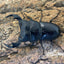 マレーアンタエウスオオクワガタ