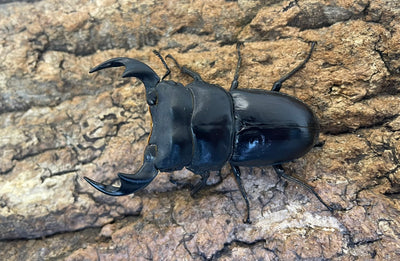 マレーアンタエウスオオクワガタ