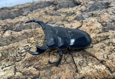 マレーアンタエウスオオクワガタ