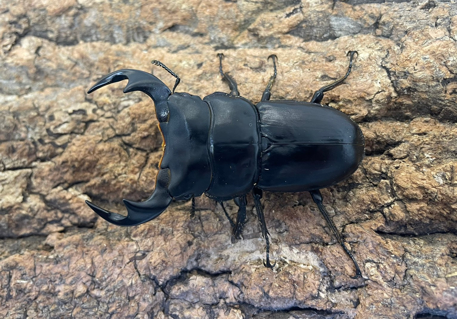 昆虫飼育、用品ならKMY｜カブトムシ、クワガタ買うならKMY」 – INSECT