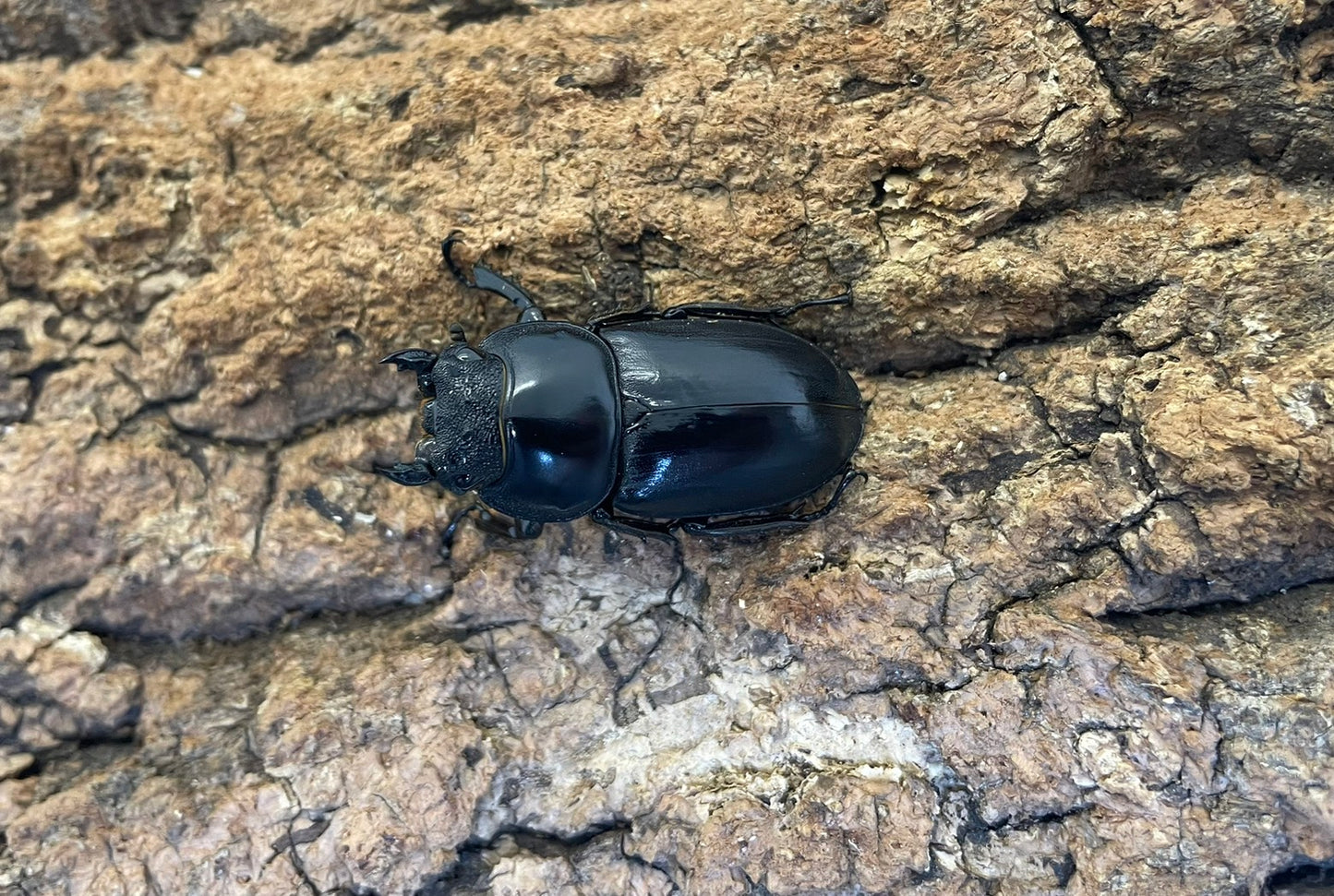 マレーアンタエウスオオクワガタ