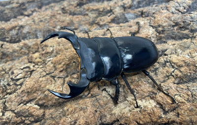 マレーアンタエウスオオクワガタ