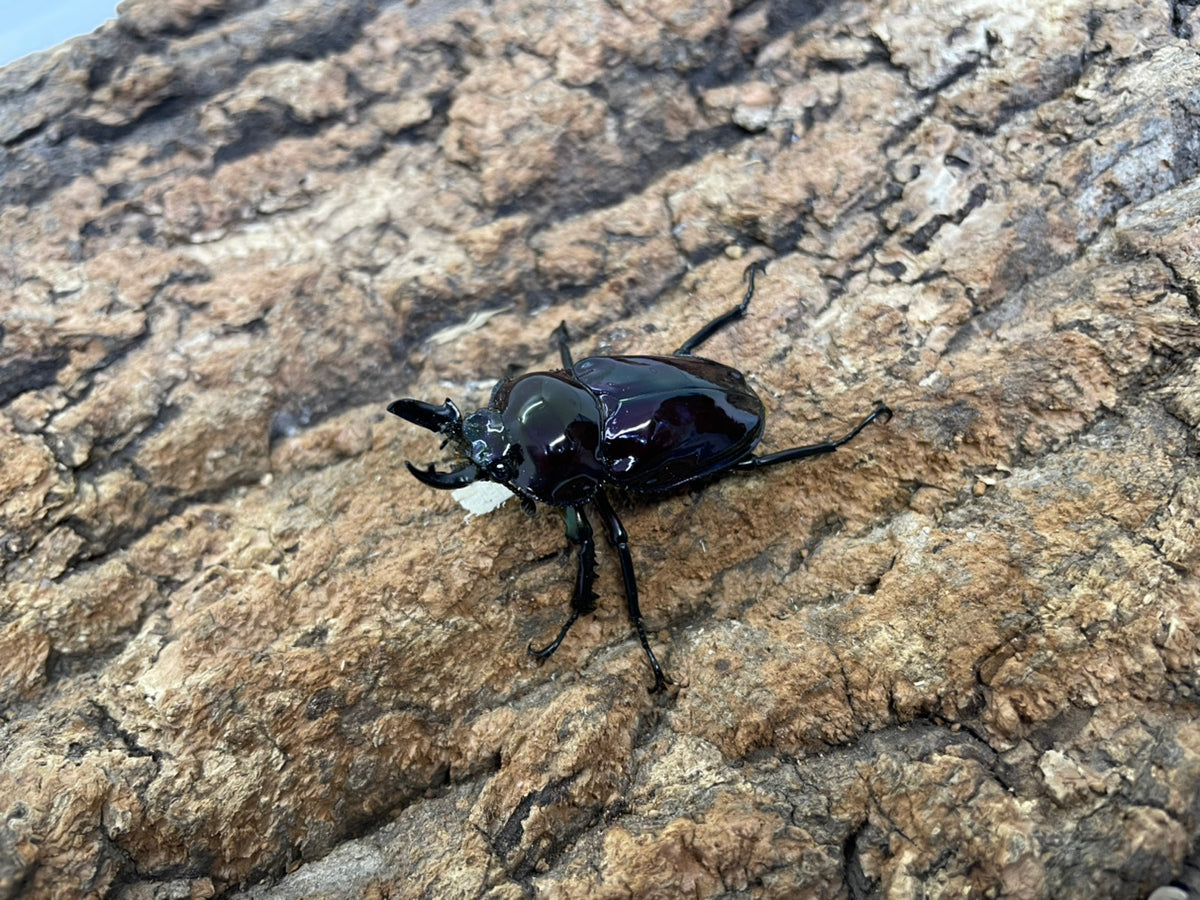 ニジイロクワガタ（紫紺）