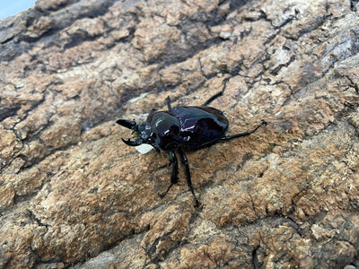 ニジイロクワガタ（紫紺）