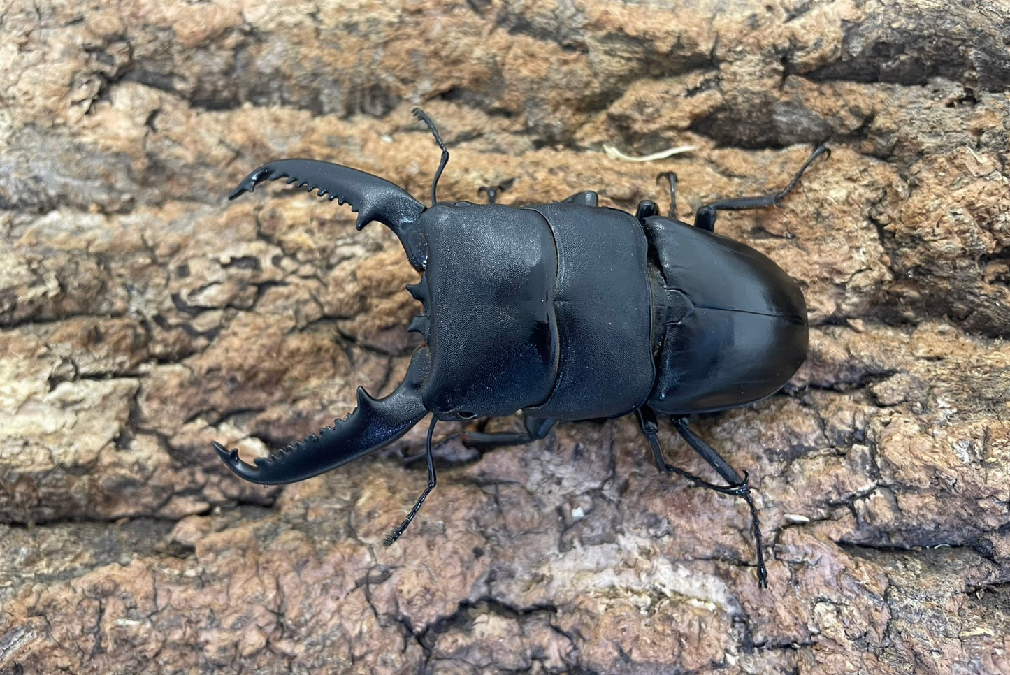 パラワンオオヒラタクワガタ