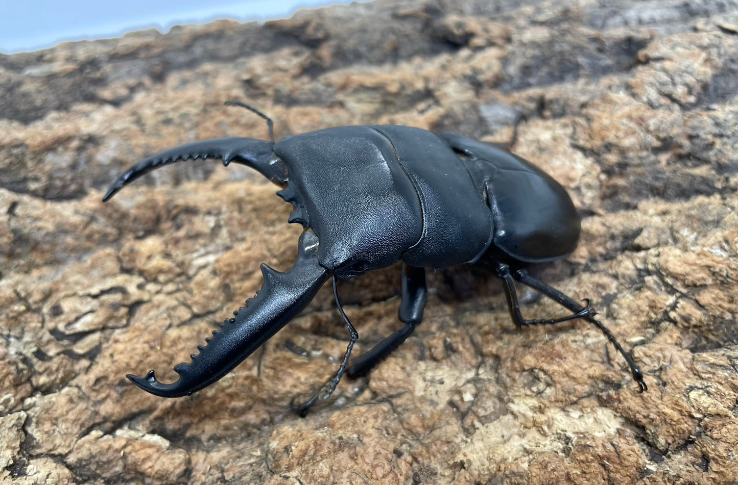 パラワンオオヒラタクワガタ