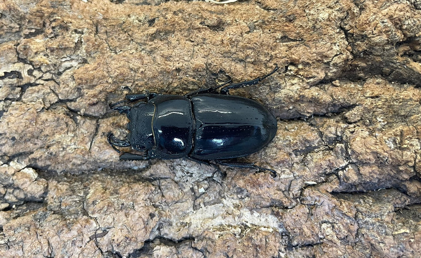 パラワンオオヒラタクワガタ