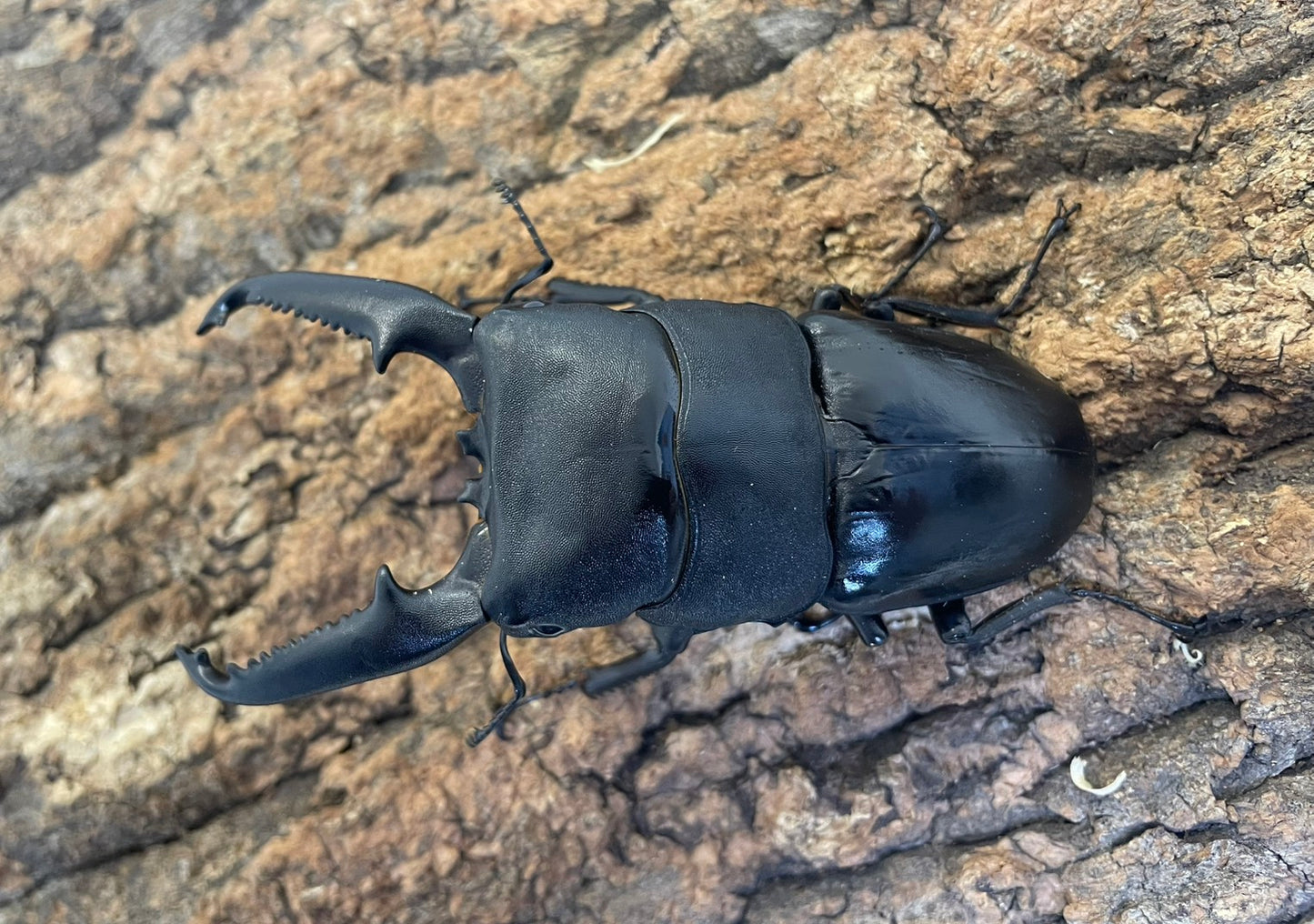 パラワンオオヒラタクワガタ