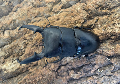 パラワンオオヒラタクワガタ