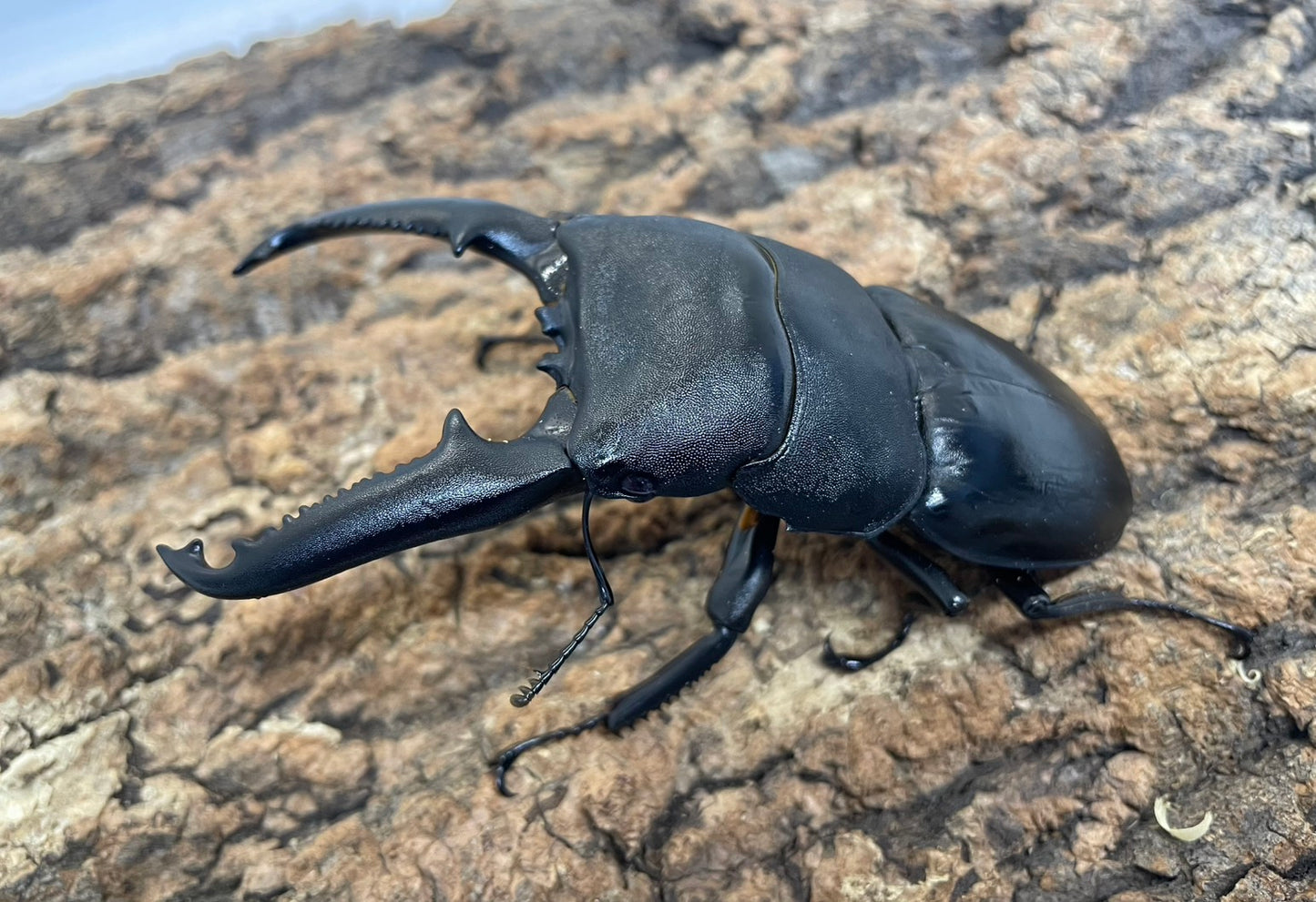 パラワンオオヒラタクワガタ