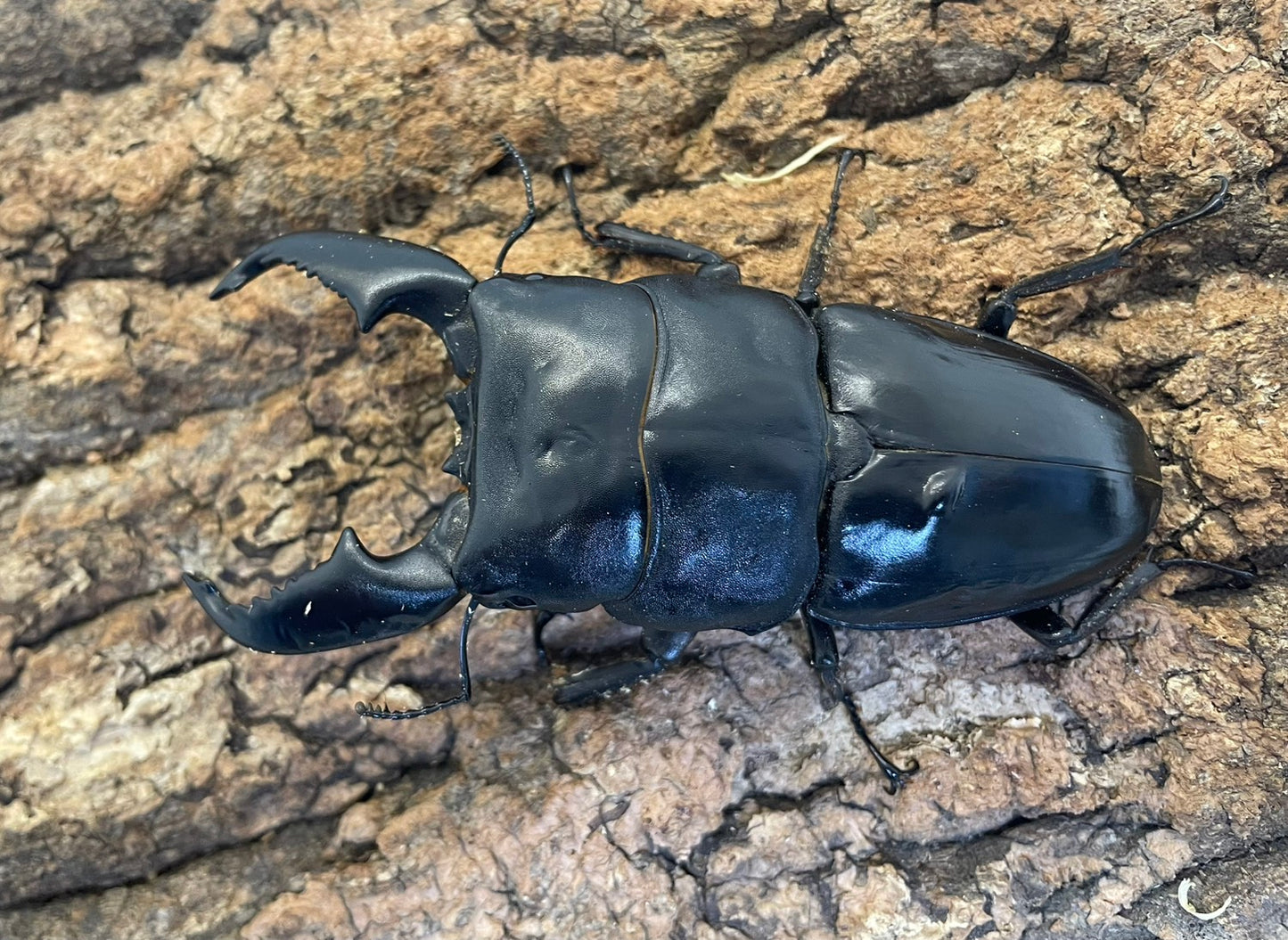 スマトラオオヒラタクワガタ