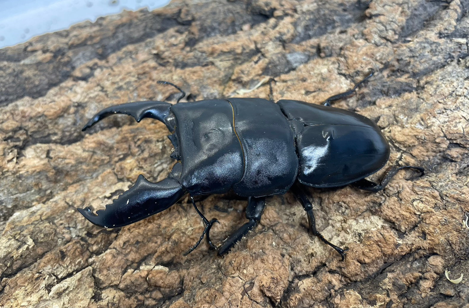 スマトラオオヒラタクワガタ – INSECT SHOP KMY