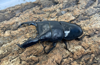 スマトラオオヒラタクワガタ