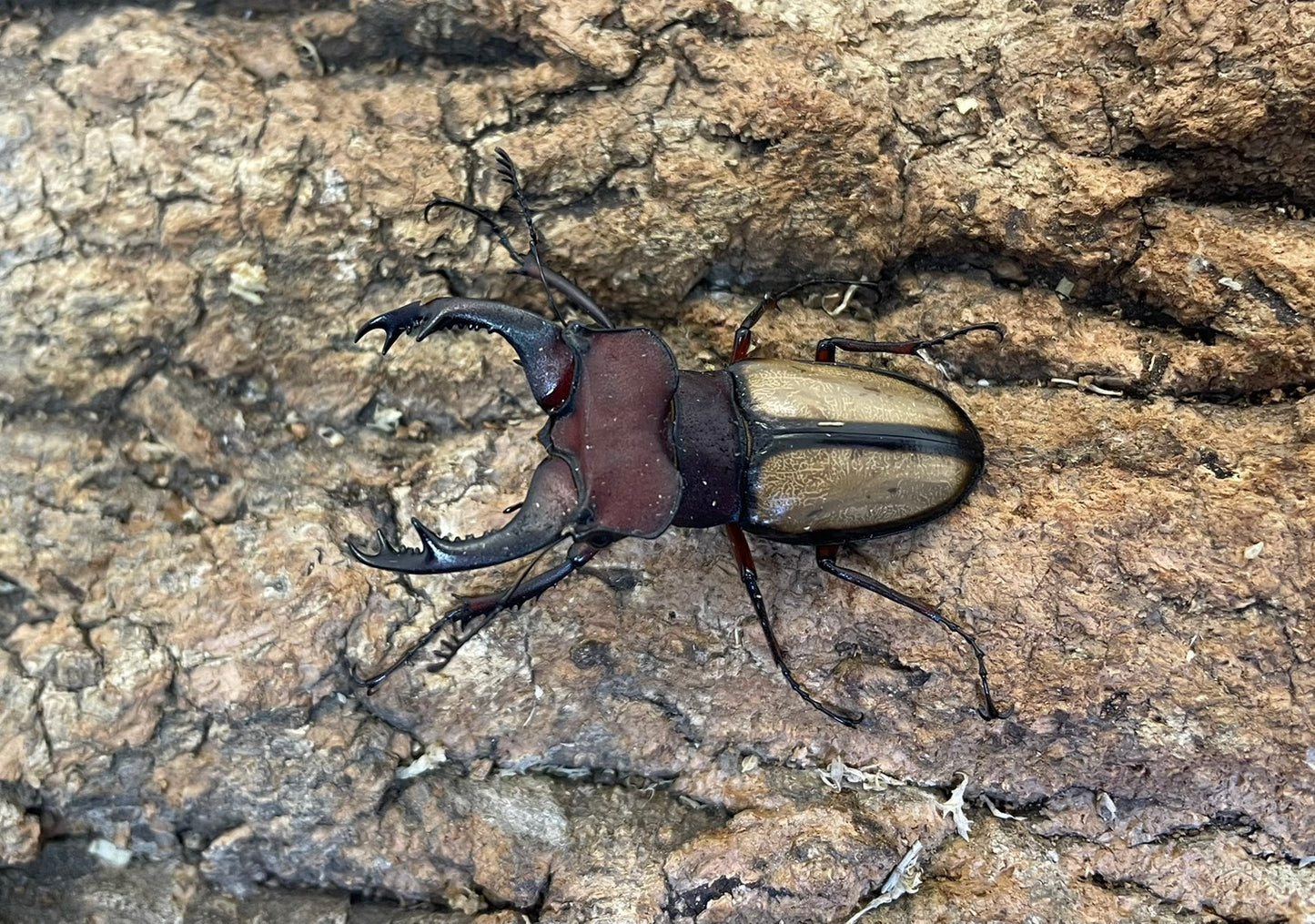 ラエトゥスミヤマクワガタ