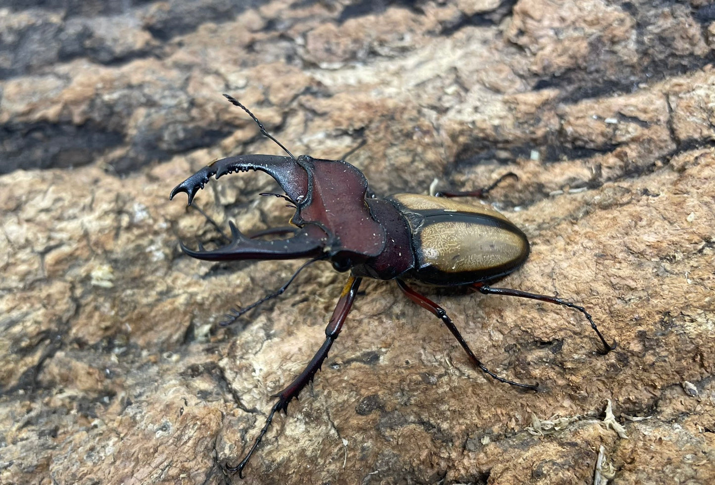 ラエトゥスミヤマクワガタ