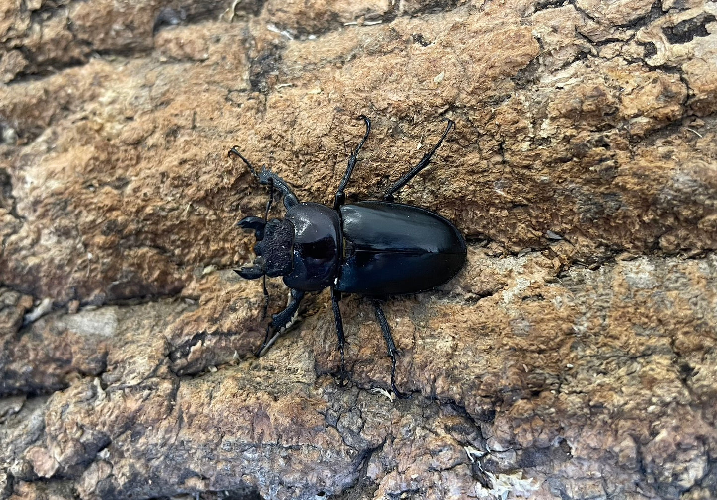 ラエトゥスミヤマクワガタ