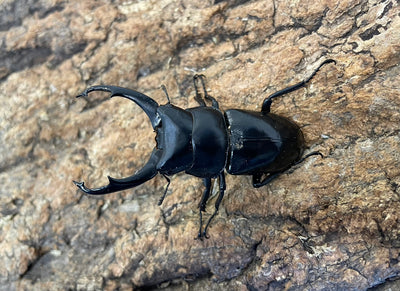 ネパールコクワガタ