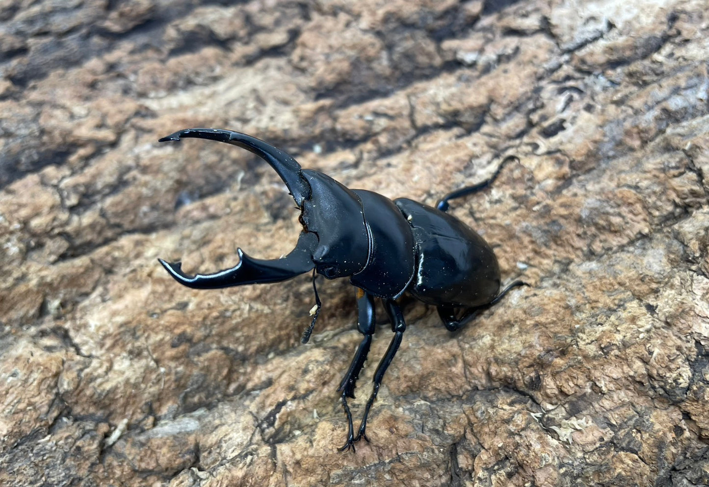 ネパールコクワガタ