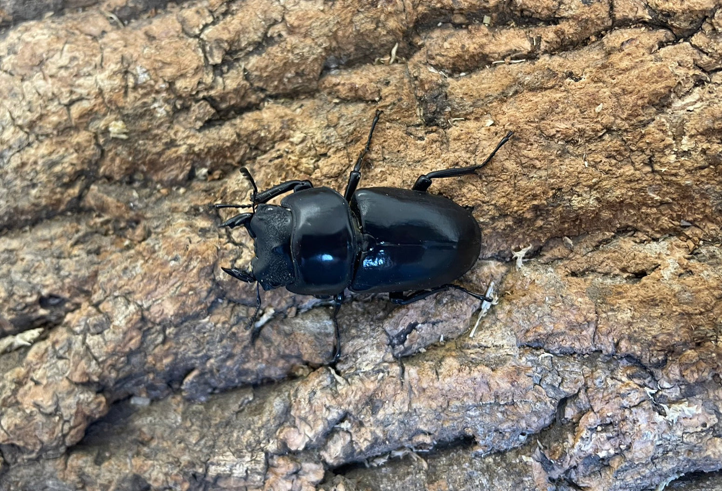 ネパールコクワガタ