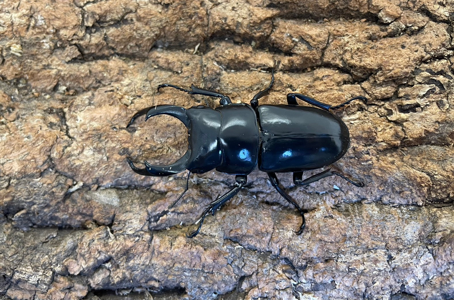 昆虫飼育、用品ならKMY｜カブトムシ、クワガタ買うならKMY」 – INSECT