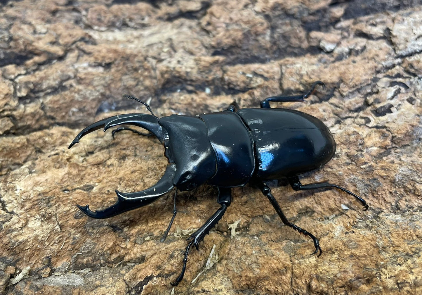 ネパールコクワガタ