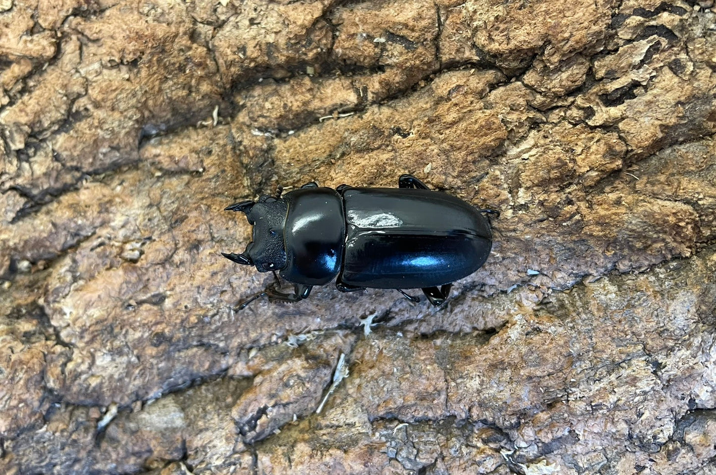 ネパールコクワガタ