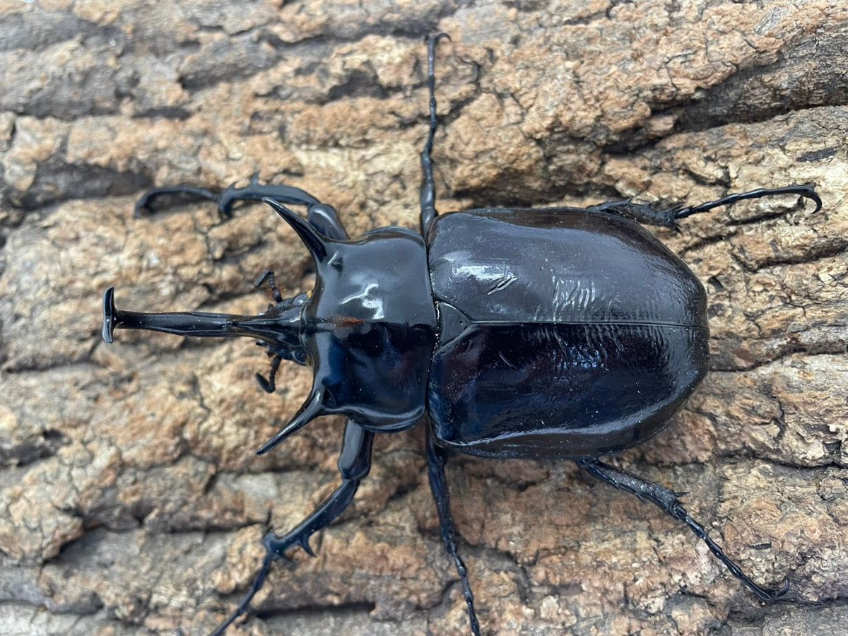 マルスゾウカブト